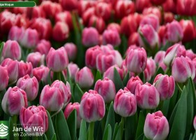 Tulipa Voque ® (3)